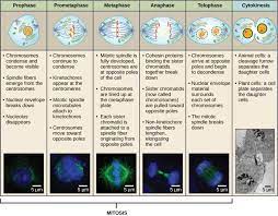 Sequence of animal cell mitosis. The Cell Cycle Biology I