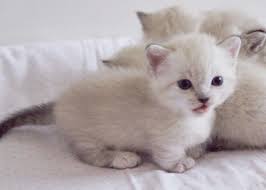 Orange and white, gray, cream, white, and striped. Dwarf Cats For Sale Ny