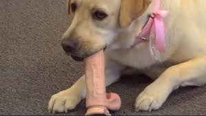 Dont Go See “Porndogs: The Adventures of Sadie,” Youve Been Warned | by  Filmofile | Medium