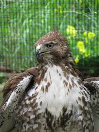 Nova Scotia Bird With Red On Back Of Head Pin On Wildlife Rescue