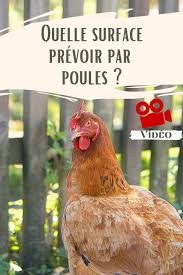 Quelle Surface Par Poules Dans L Enclos Poule Pondeuse Races De Poules Pondeuses Poule Naine