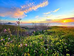 The butterfly count at the Monarch Butterfly Grove in Pismo Beach are down  quite a bit this year (only 205 as of 12/18/2024!