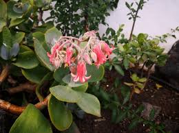 Image result for Cotyledon barbeyi