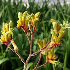 Image result for Anigozanthos