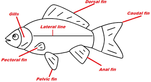 At talladega, teams had a wicker added to lower speeds. Fins Enable Maneuverability Biological Strategy Asknature