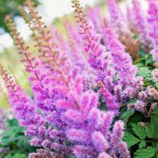 Astilbe Astilbe Flower Astilbe Flowers