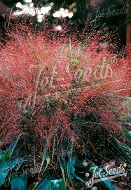 Image result for Eragrostis dinteri