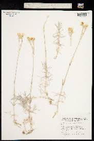 Image result for Cerastium afromontanum