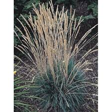 Hair salon in blue grass, iowa. Blue Hair Grass Ornamental Grasses At Lowes Com