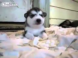 Amzn.to/2zbapqn cute newborn baby puppies crying Cute Baby Husky Crying Youtube