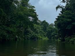 Tropical rain forest of Tortoghero