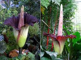 How To Grow And Care For A Titan Arum World Of Flowering Plants Titan Arum Corpse Flower Plants