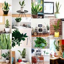 Treat Yourself Our Favorite Desk Plants Desk Plants Living Room Plants House Plants Indoor