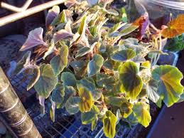 Image result for Begonia kisuluana
