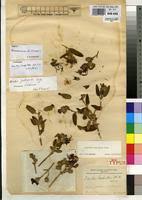 Image result for Dissotis falcipila