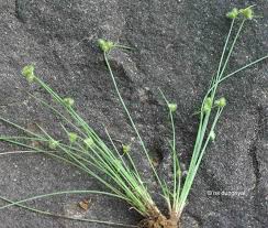 Image result for Fuirena ciliaris