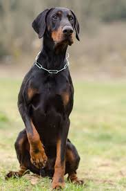 Black And Tan Doberman Puppies Doberman Doberman Dogs Loyal Dog Breeds Doberman Pinscher Dog