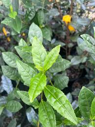 Image result for Camellia sinensis