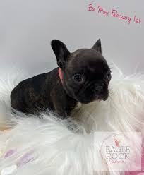 �our passion is our rottweilers and french bulldogs. French Bulldog Breeders Near Me