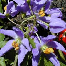 Image result for Solanum seaforthianum