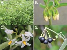 Cresterea plantelor si florilor la interior sau exterior. A Revision Of The Old World Black Nightshades Morelloid Clade Of Solanum L Solanaceae