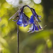 Maybe you would like to learn more about one of these? Bluebell Handmade Recycled Metal Garden Sculpture By Chi Africa Notonthehighstreet Com