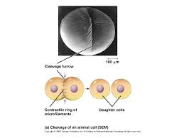 For example, in animal cells two microtubule this cinching of the cell membrane creates a structure called the cleavage furrow. Chapter 12 The Cell Cycle The Genome All