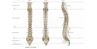 Made up of 34 bones, the spinal column holds the body upright, allows it to bend and twist with ease and provides a conduit for major nerves running from the brain to the tips of the toes—and everywhere in between. Anatomy Of The Spine And Back