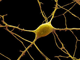 Scientists think that only a third reach their destination. Neuron Anatomy Nerve Impulses And Classifications
