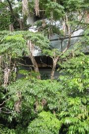 Image result for Dolichandrone alba