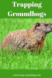 If they can smell a human, they won't if you have been dealing with the groundhogs for a bit, you can get a pretty good idea of what they like from the plants they have eaten in your garden. Trapping Groundhogs That Are Causing Damage To Your Yard Field Or Homes Foundation Is Actually Pretty Easy We Will Show You The Pests Pest Control Groundhog