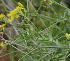 Image result for Diplotaxis tenuifolia