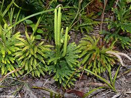 Image result for Lycopodium