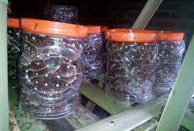 Check spelling or type a new query. Cara Beternak Kroto Bermodal Stoples Untuk Pemula Sering Disepelekan Padahal Bikin Kaya