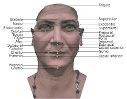 Principales puntos somatométricos. Vista frontal.