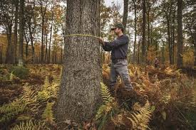 From Crisis to Treasure: Black Moshannon Foresters Restore a ...