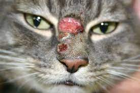 kedilerde egzama nedenleri ve tedavisi miyavliyo