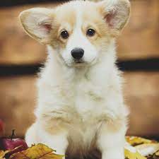 We breed all colors of pembroke welsh corgis including black & red headed tris, sables, red/whites with traditional and unique markings. Corgi Puppies Gooddog Home Facebook