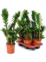 Image result for Zamiokulkas Zamioculcas