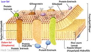 Pada membran sel ini terdiri dari fosfolipid dan protein. 76 Gambar Organel Dinding Sel Kekinian Gambar Pixabay