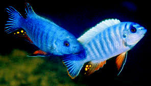 Three New Labeotropheus Species from Lake Malawi