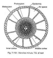 Image result for Marsilea subterranea