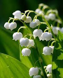 Convallaria Majalis Growing Lilies Lily Of The Valley Bulb Flowers