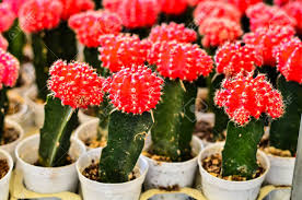 Some cacti, like the blue cactus, need several hours of unrelenting hot sunlight every day; Red Green Cactus Cute Ornamental Things Of Cactus Plants Stock Photo Picture And Royalty Free Image Image 106630487