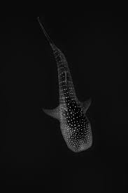 The black ghost knifefish, scientific name apteronotus albifrons, belongs to the apteronotidae family of ghost knifefish and is also commonly known as in their natural environment, the fish emerge from their hiding places to hunt once the sun has set. Ghost In The Night By Paul Cangemi On 500px Beautiful Sea Creatures Deep Sea Creatures Whale Shark