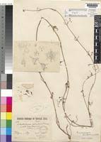 Image result for Emicocarpus