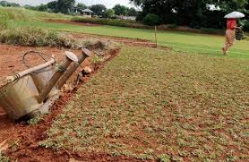 Rumput jenis ini banyak dijadikan inspirasi pada model rumah minimalis, tidak mengejutkan karena rumput. Cara Merawat Rumput Gajah Mini Untuk Karpet Taman Bibitbunga Com
