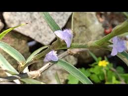 Image result for Cyanotis foecunda