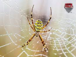 Des vidéos ont circulé sur les réseaux sociaux. L Argiope Une Grosse Araignee Coloree Et Inoffensive