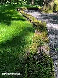 Good lawn practices will help your lawn grow thick and keep moss at bay. Moss In My Landscape Arborsmith Ltd Crafstman In The Care Of Trees